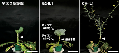 図1　2つのFLC遺伝子の自然変異をもち、接ぎ木されたキャベツを開花させるCH-IL1（右）と、これらの変異を持たない'早太り聖護院'（左）とG2-IL1（中央）。