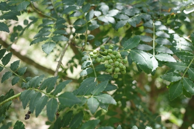 あなごひつまぶしに使用する「実山椒」（宮城県石巻市）