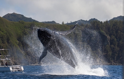 ホエールウォッチング