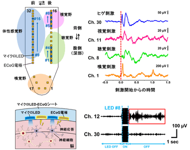 図３．ECoG電極による4種類の感覚刺激の応答計測およびLED光刺激による局所応答の計測