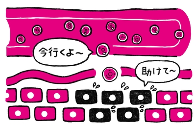 幹細胞「ホーミング効果」