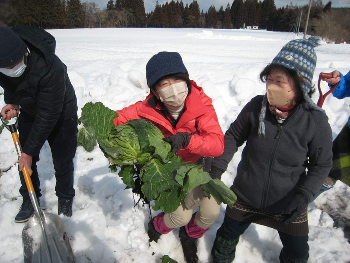 雪の下の宝探し!甘々の雪堀キャベツの収穫体験