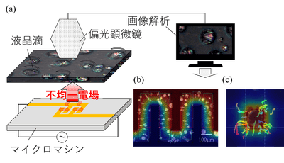 図1　液晶滴を利用したマイクロマシン内の電場分布可視化原理のコンセプト。(a) デバイスから発生した不均一な電気特性を液晶滴の回転・輸送挙動として可視化しています。(b) 液晶滴の回転挙動から電場分布を可視化できます。(c) 液晶滴の輸送挙動から静電エネルギー分布を可視化できます。