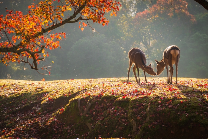 作品名:「朝のコミュニケーション」/応募者:rinrin7281_for_photo_contest さん