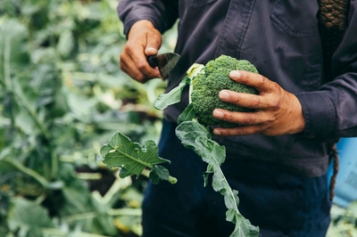 8xXyJpkk6Z3rp0jNq0zd.jpg?w=940&h=940