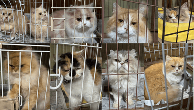 93GHIfbdAuVRvCoOe0Wf.png?w=940&h=940