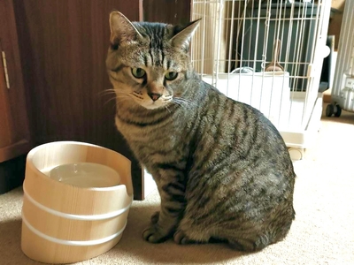 95NxooFu5wTvh9p5rP4i.JPG?w=940&h=940