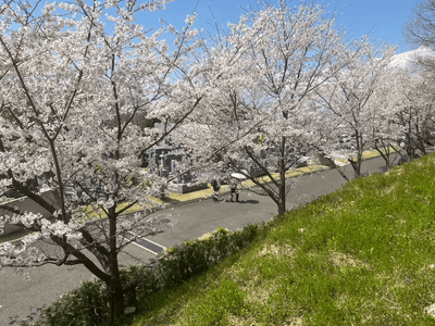 マイ古墳（家族古墳墓）周辺 桜並木の様子