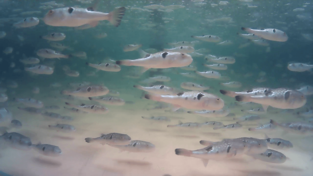 実験中のトラフグの様子