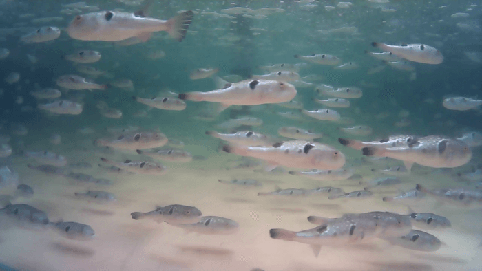 実験中のトラフグの様子