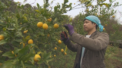 98H2SCZ6d9oOdG7Cquwv.jpg?w=940&h=940