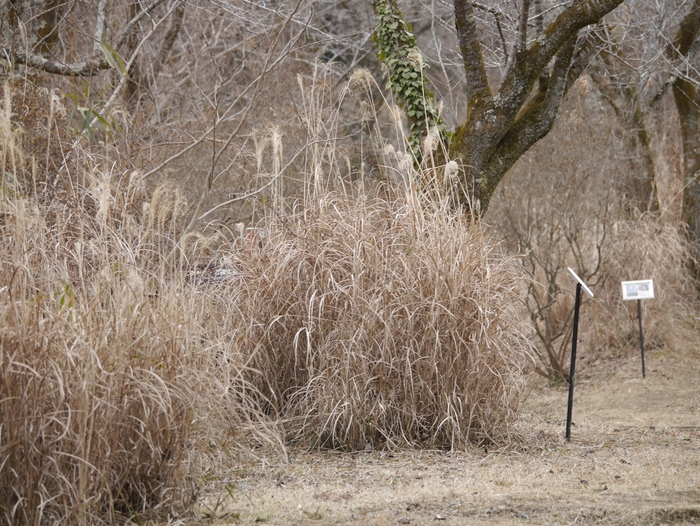 萱を使って炭俵を作っていきます