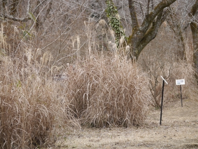 萱を使って炭俵を作っていきます