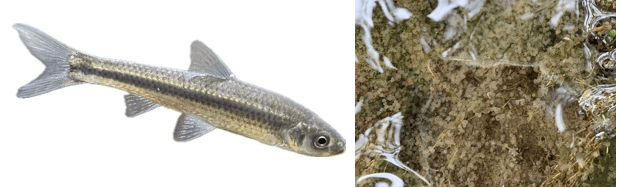 琵琶湖の重要水産魚種 ホンモロコ(左)、ヤナギの根に産み付けられたホンモロコの卵(右)