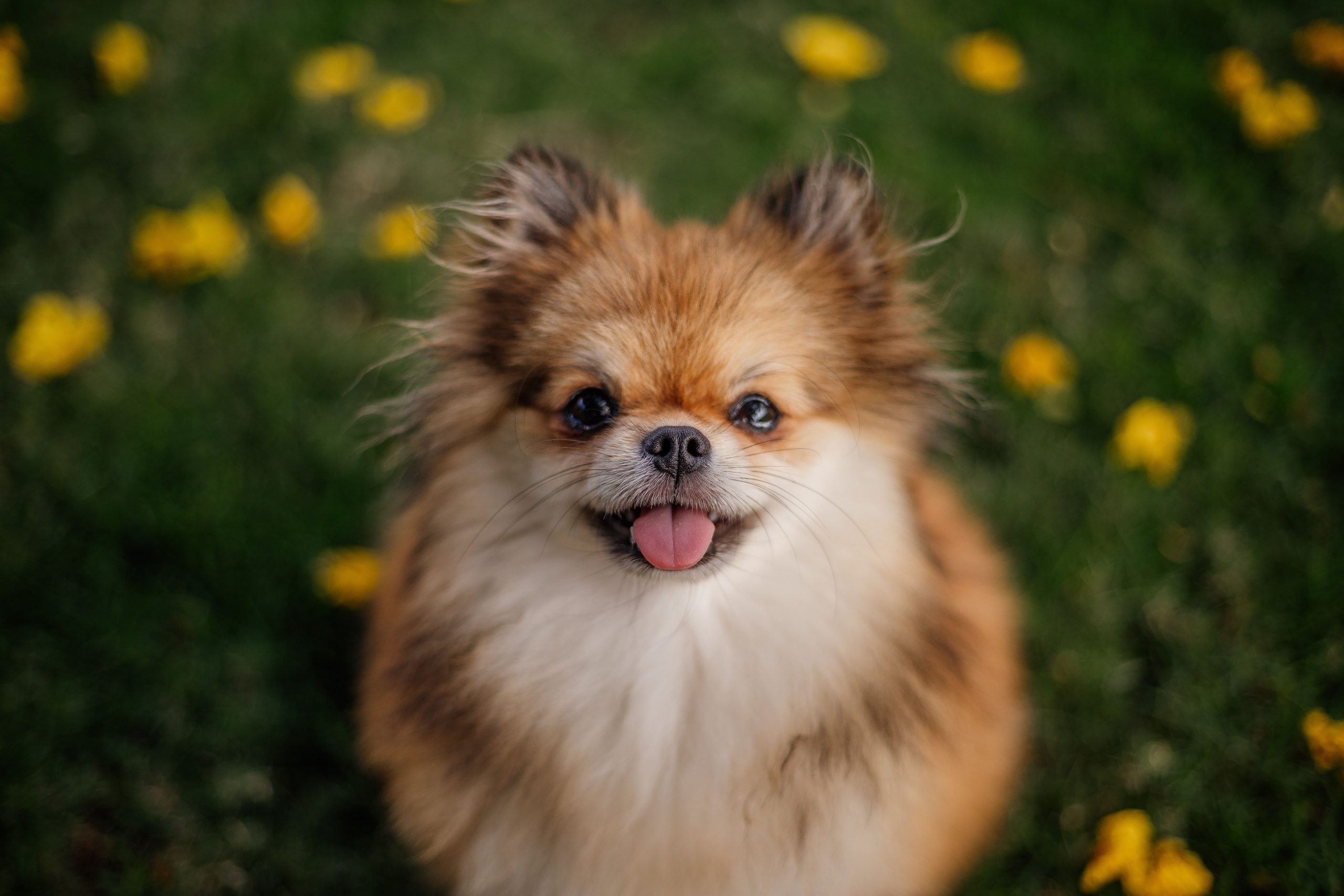 ポメラニアンの正しいブラッシング方法を学んで綺麗な被毛を維持！