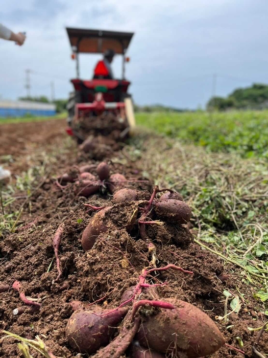 紅芋の収穫風景