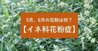 「特集！イネ科花粉症【2021年版】」を公開。5月、6月の花粉は何？カモガヤ？イネ科花粉症とは？