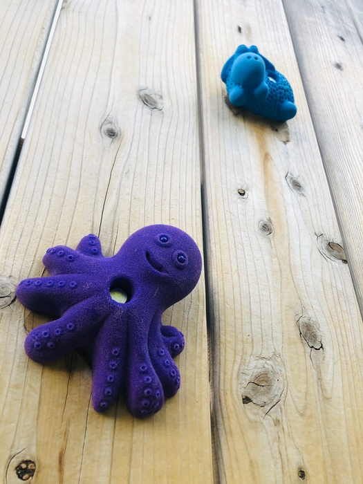 ▲どんな生き物のホールドが見つかるかな!?