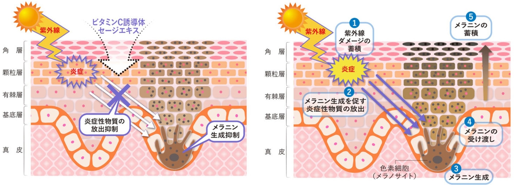 図1:ビタミンC誘導体とセージエキスのシミ抑制メカニズム(左) 図2:シミができるメカニズム(右)