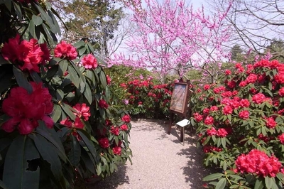 ③ こもれびの庭