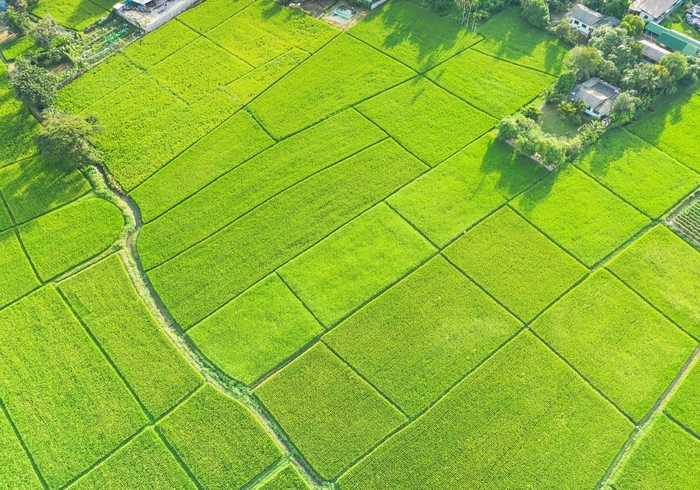 上空から見た田んぼの景色