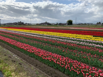 畑一面のチューリップ