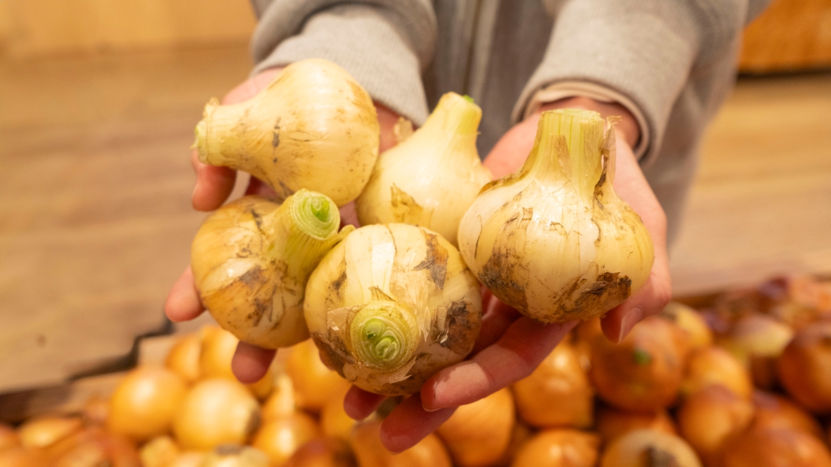 淡路島西海岸「のじまスコーラ」で春の味覚を満喫!新玉ねぎ詰め放題&食べ比べイベントを開催!