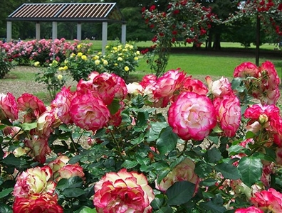 フラワーランドの様子