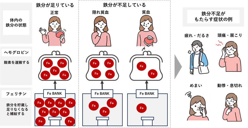 図1 鉄分不足の体内状況と症状