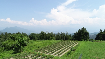 ぼたんこしょう園地（中野市永江地区）