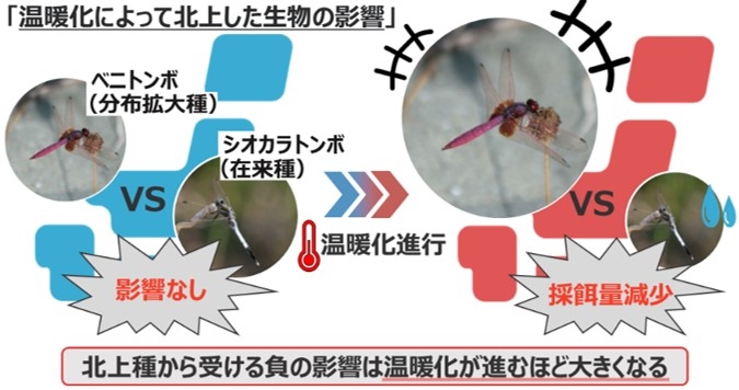 温暖化進行により分布拡大種が在来種に与える影響(写真提供:山元駿介)