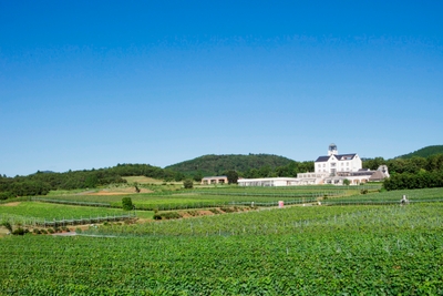 中伊豆ワイナリー シャトーT.S