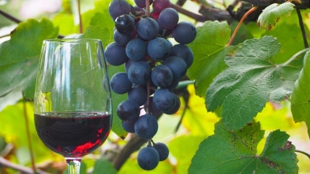 兵庫・淡路島「Awaji Nature Lab & Resort」で学ぶナチュラルワイン 自然派ワイン醸造家・大岡 弘武による特別講座4月26日より開催