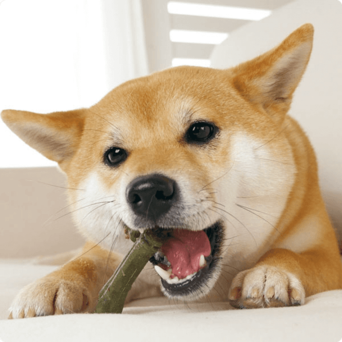 グリニーズプラス