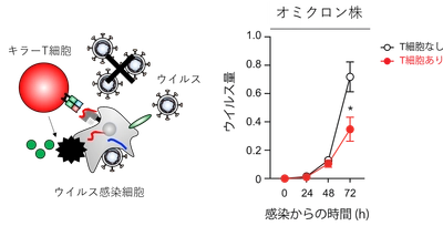 オミクロンBA.1株のG446S変異がワクチン誘導型T細胞の抗ウイルス機能を高めることを発見