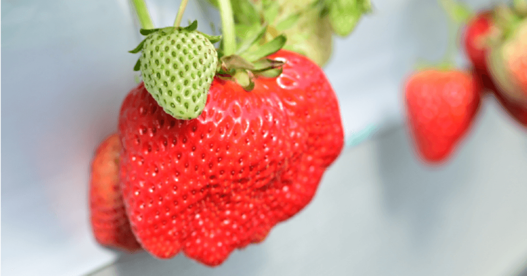 ▲子どものこぶしサイズの極大いちご!?