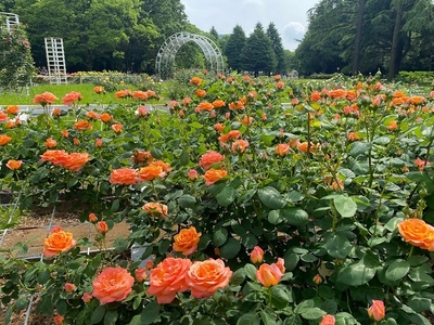 アプリコットカラーのつるバラ「ルーピング」