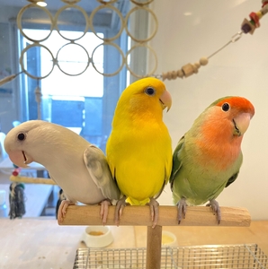 みんななかよしコザクラインコたち♪