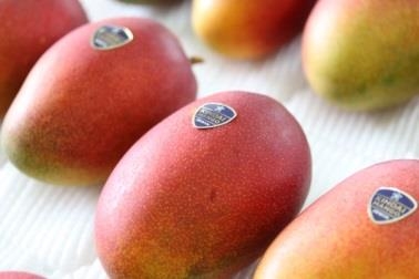 近大マンゴーがスイーツで登場 8月26日(土)からカフェ ラ・ポーズ新大宮 ラ・ポーズの森にて