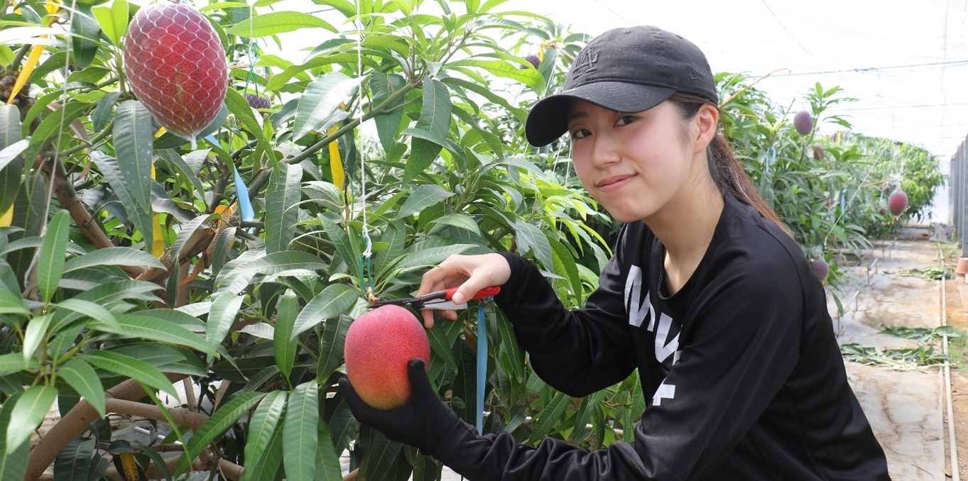 近大マンゴーを収穫する農学部生