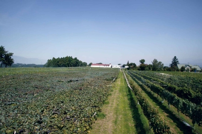 五一わいん　林農園