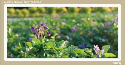 有機じゃがいも収穫体験イベントイメージ画像②