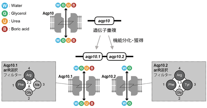 図1 魚類が遺伝子重複により獲得したAqp10.1とAqp10.2の溶質透過性の違いを生み出すメカニズム。Aqp10.2では、かさ高いアミノ酸残基が細孔のar/R選択フィルターを形成して孔径を狭め、尿素・ホウ酸の透過性を制限することを見出した。