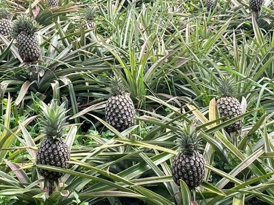 AJUGScT9hWG5y2FRoEvO.jpeg?w=940&h=940