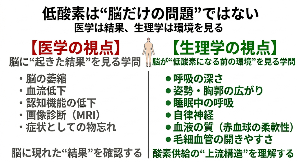 🟥【認知症第3回】低酸素と脳の環境──酸素供給の不安定さがもたらす影響