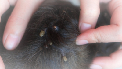 ASqTkV65FlFUbKPdXCOx.jpeg?w=940&h=940