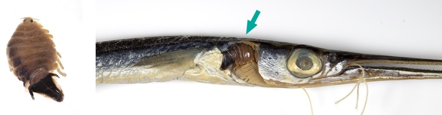 ヒメダツ標本のエラから見つかったリュウノロクブンギMothocya kaorui(矢印)(注:寄生部位が見えやすいよう、エラ蓋は除去してある)