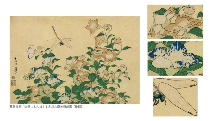 葛飾北斎「桔梗にとんぼ」すみだ北斎美術館蔵(後期)