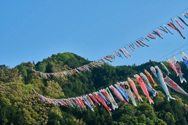 【高知県四万十町】四万十川の上空を優雅に泳ぐ500匹のこいのぼりを楽しめるイベント「よってこい四万十」が5月３日に開催されます！