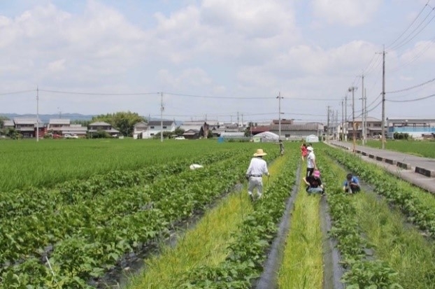 休耕田を活用した綿花畑